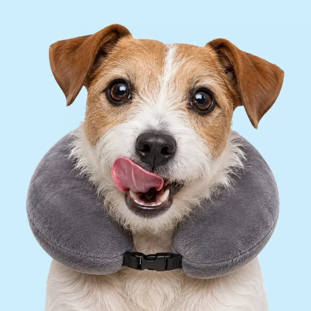 Keeping Your Dog Calm While Traveling