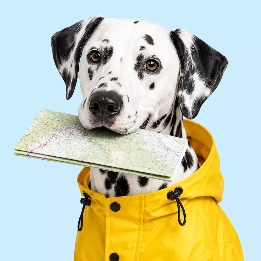 A Guide to Adventuring With Your Dog