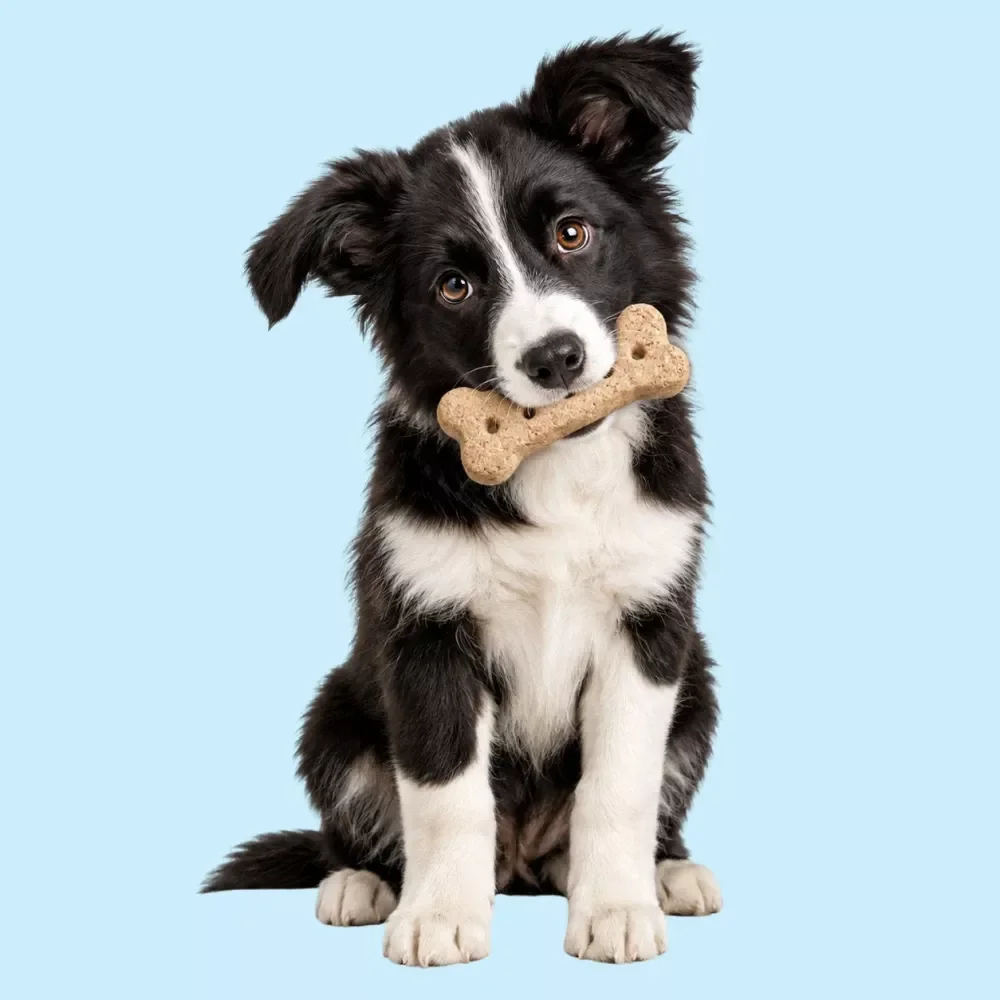 Puppy Feeding Schedule Checklist