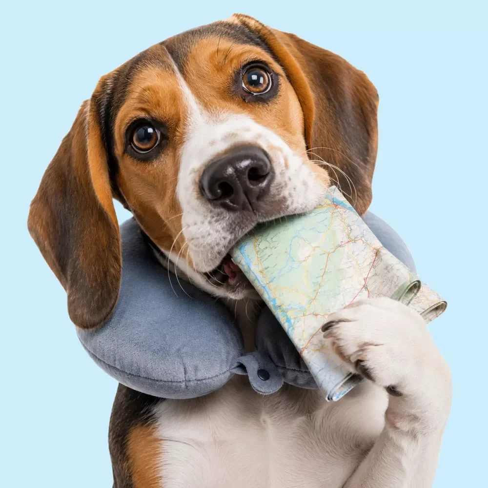 Planning a Trip With Your Dog