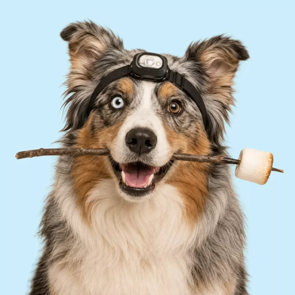 Camping With Your Dog Checklist