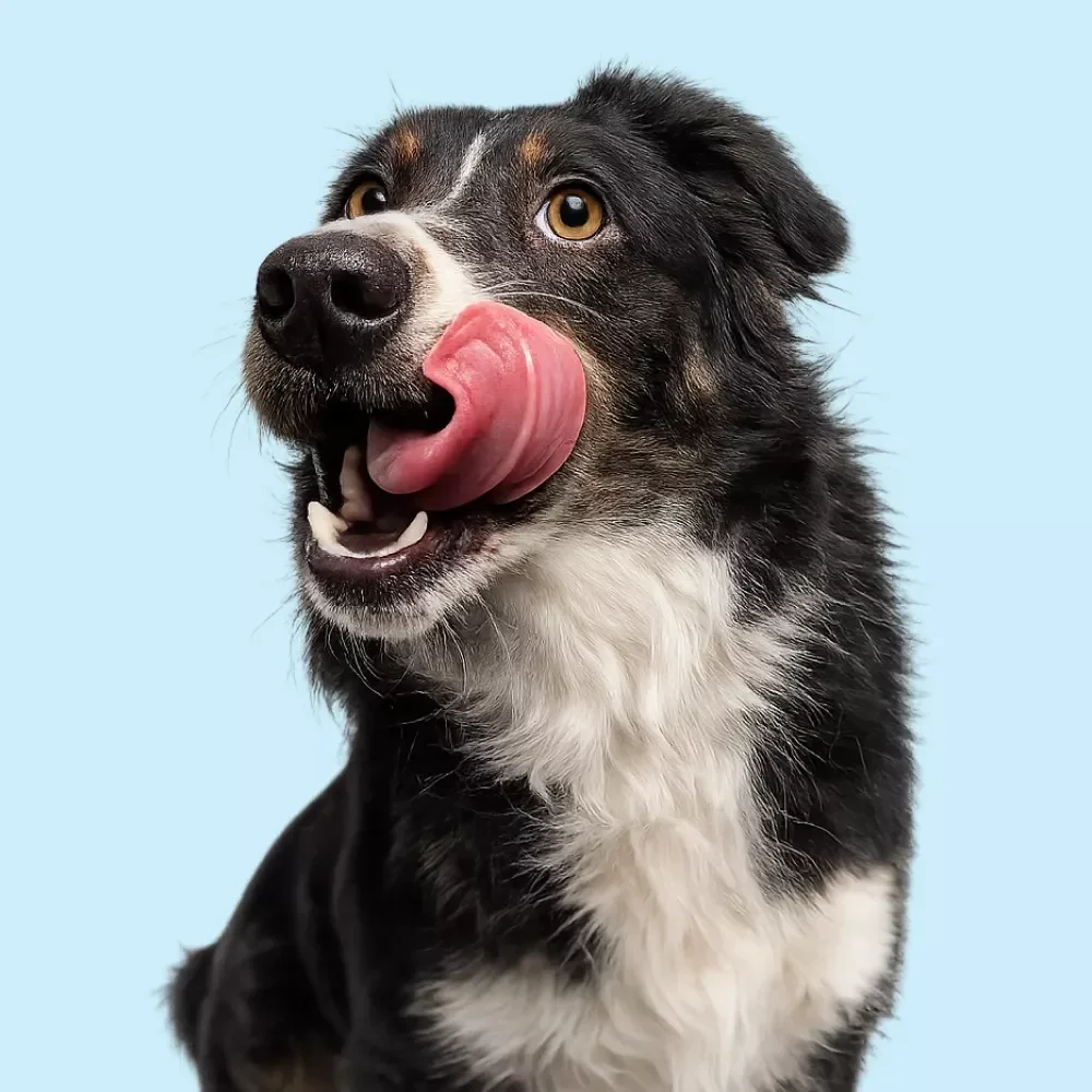 A Guide to Active Days With Your Dog