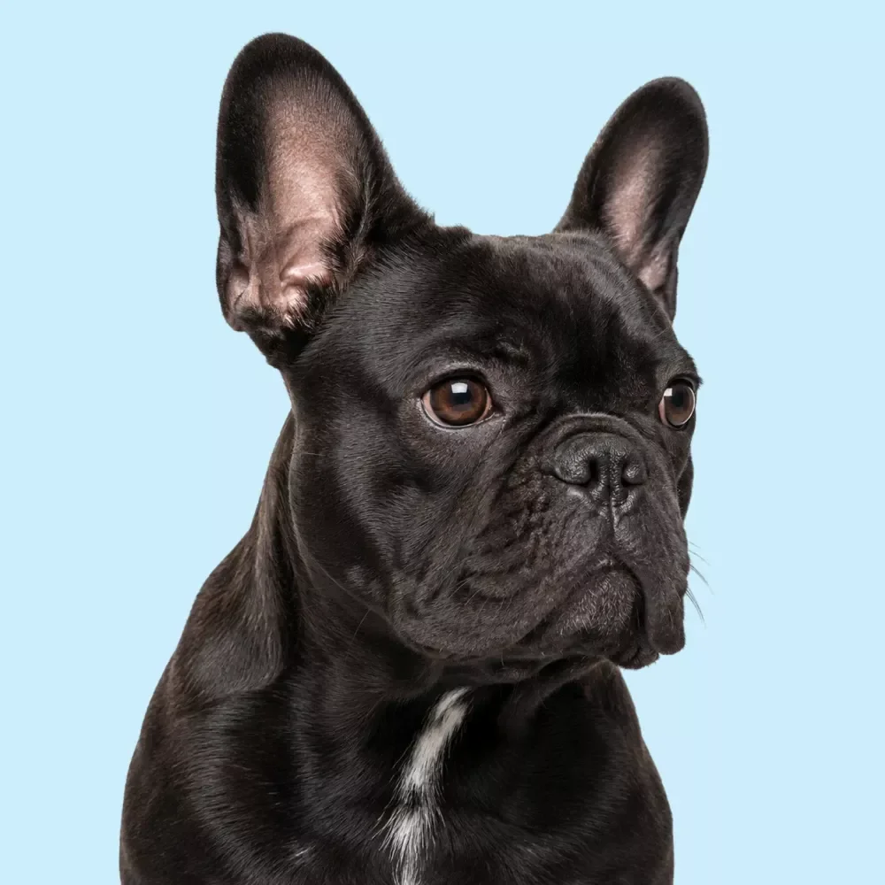 A Guide to Your Dog's Golden Years