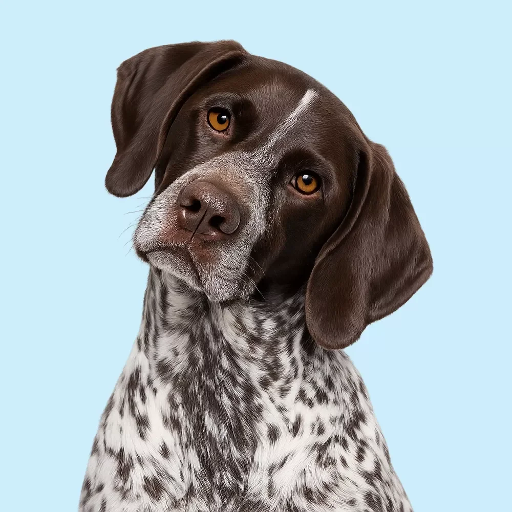 Adjusting Routines for Aging Dogs