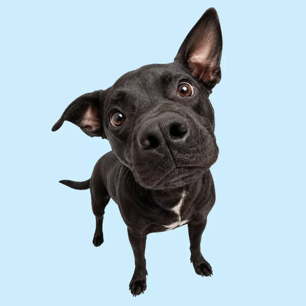 Exploring Trails Safely With Your Dog