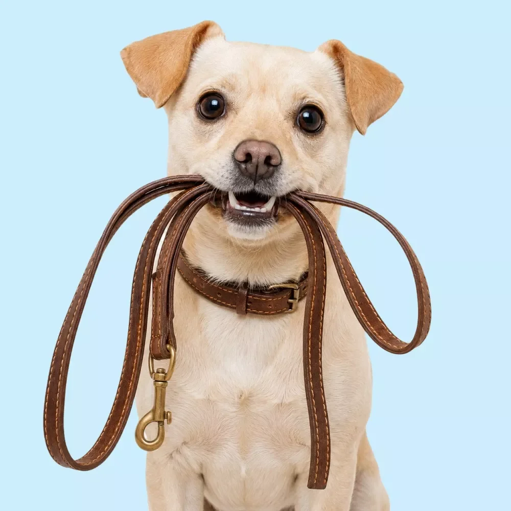 Choosing the Right Leash and Harness