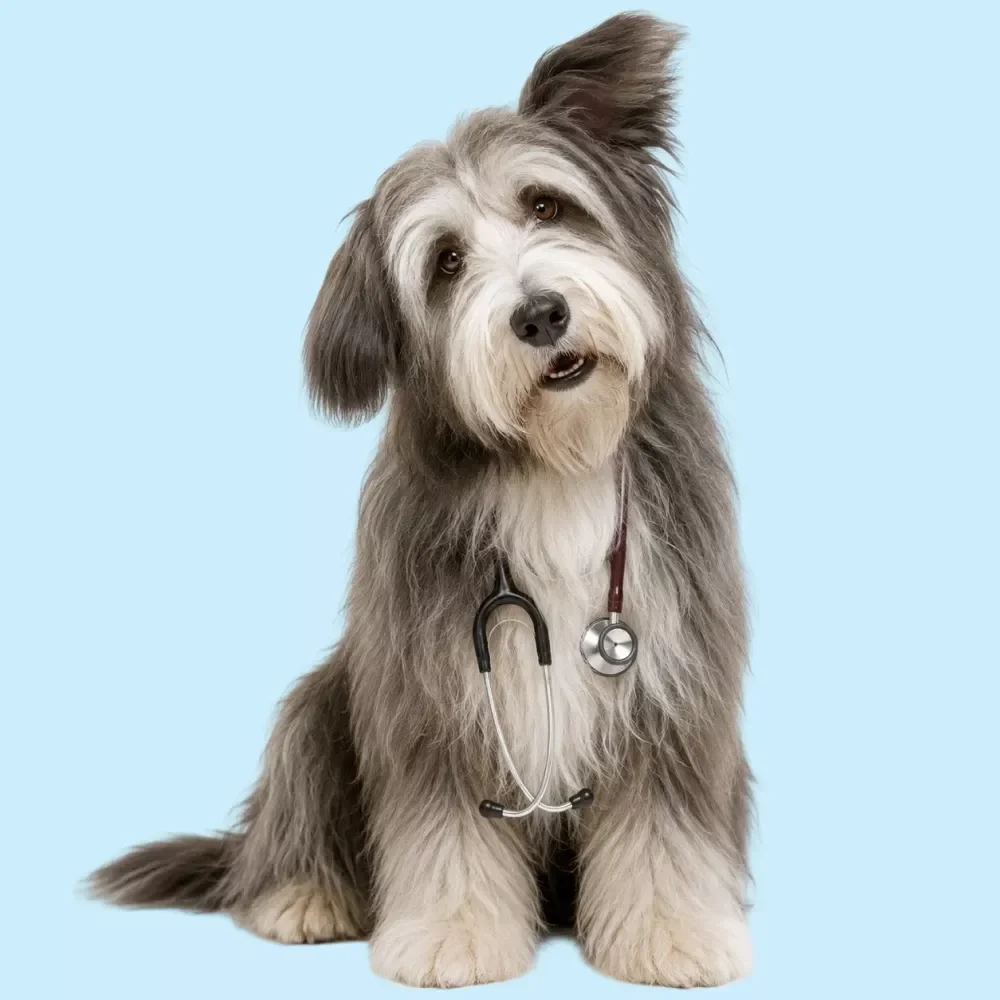 Senior Dog Vet Visit Checklist