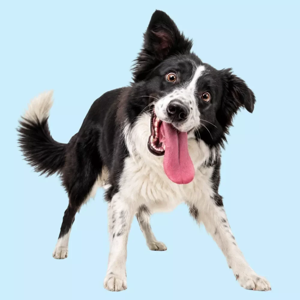 Walking Your Dog With Confidence