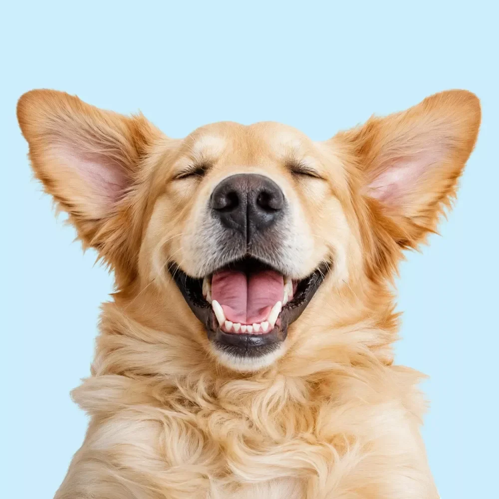 Dog Park Prep Checklist