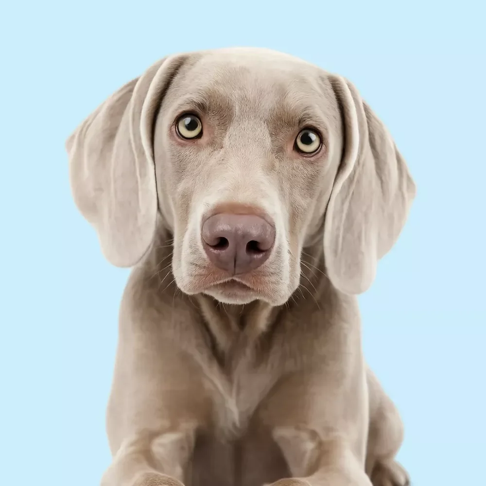 Brushing and Coat Care Basics