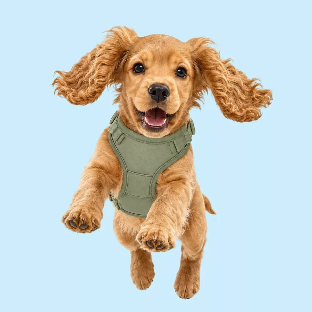 Harness & Leash Selection Checklist