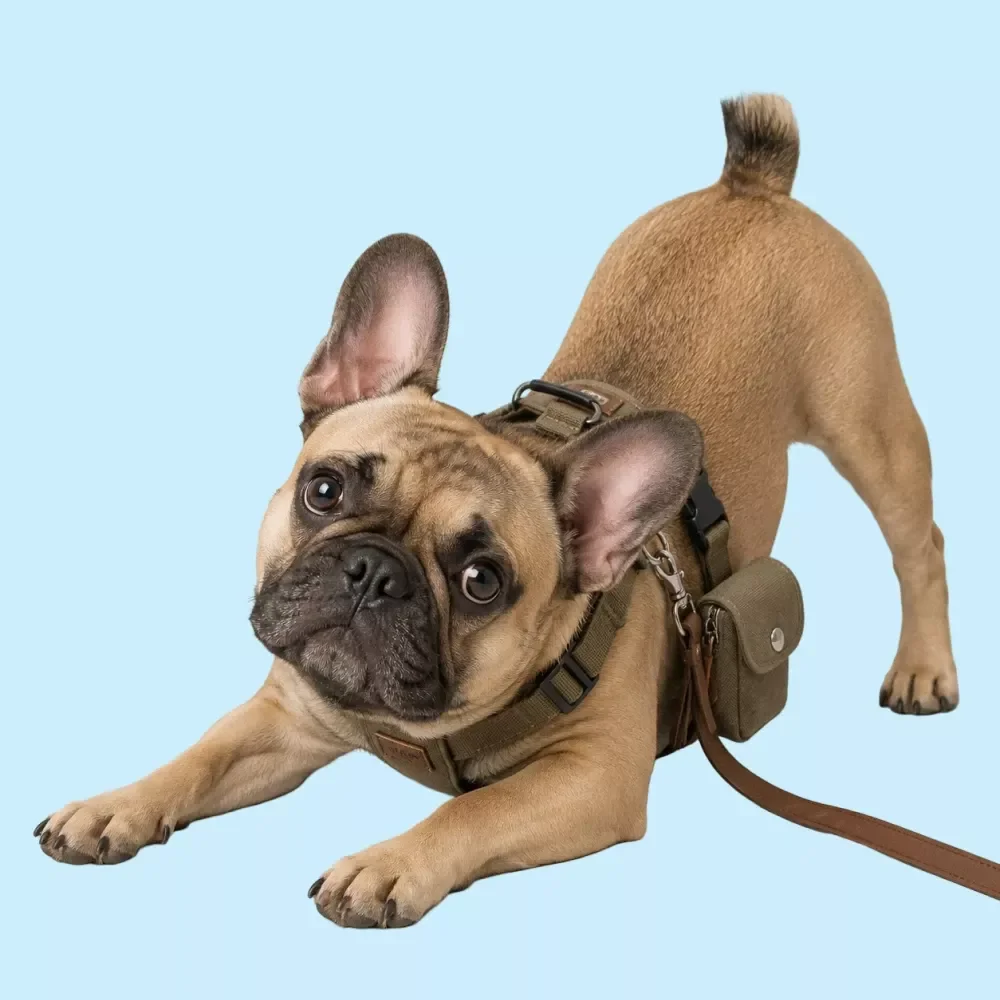 Dog Walking Gear Checklist