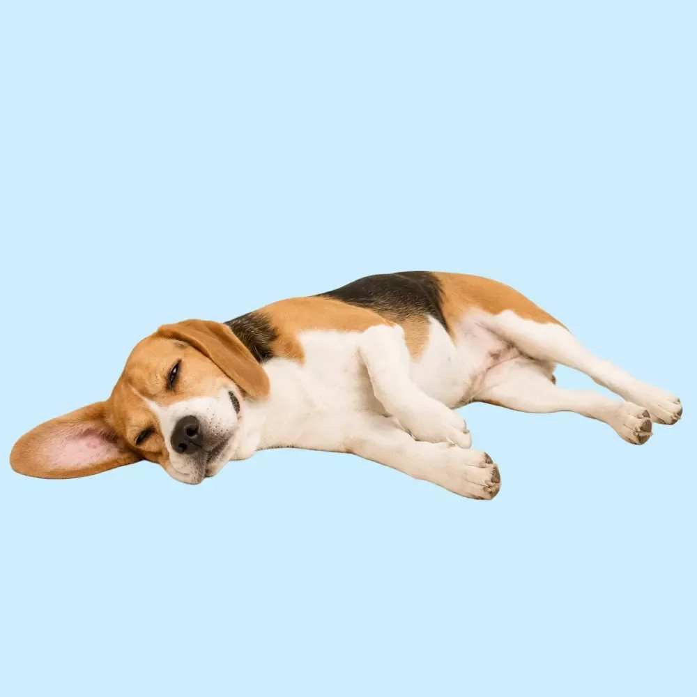 At-Home Grooming Made Simple