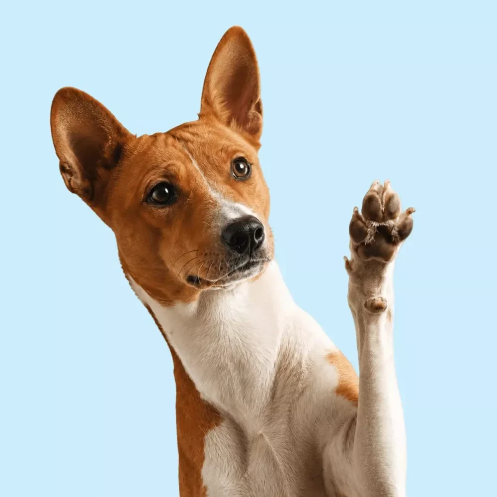 Trimming Your Dog's Nails Safely