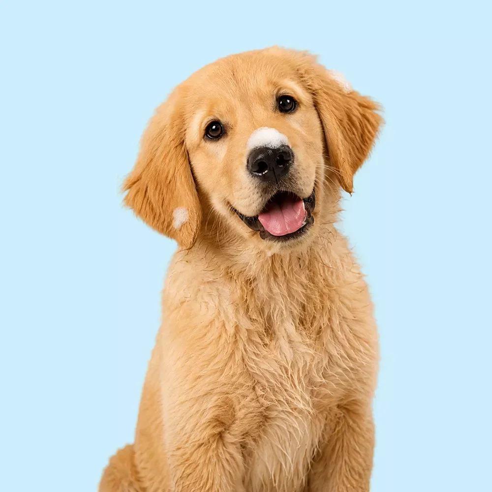 Keeping Your Dog Clean Between Grooms
