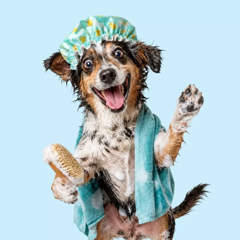 Bathing Your Dog the Right Way