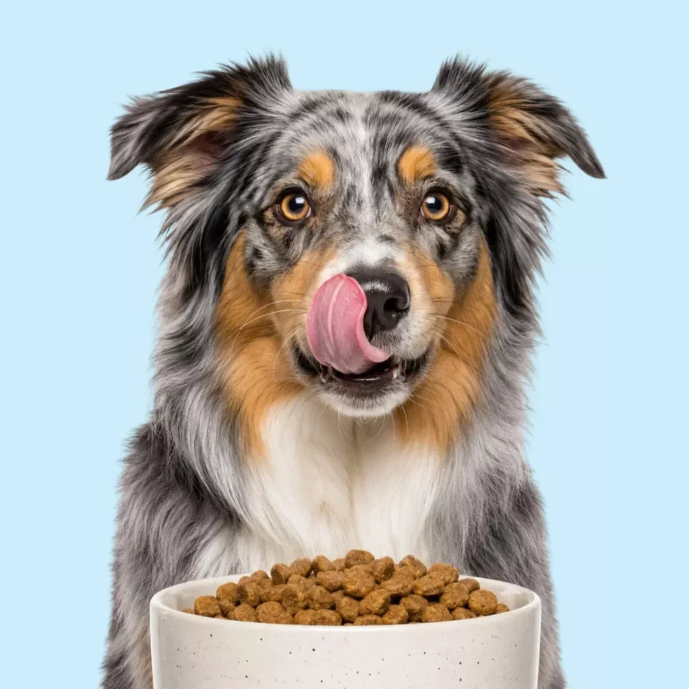 A Guide to Everyday Dog Nutrition