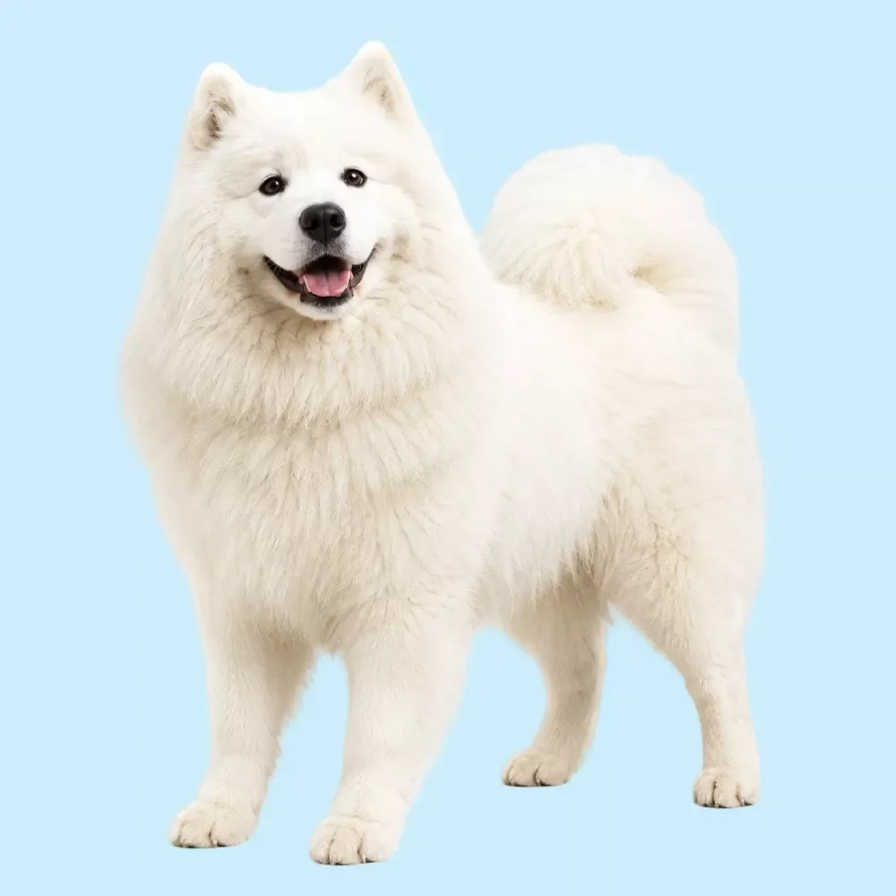 Grooming Tools Checklist
