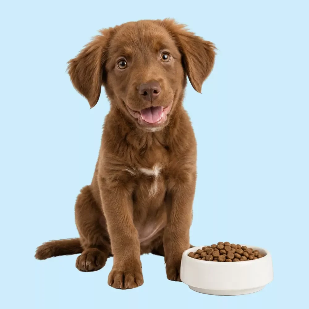 The Dog Feeding Handbook