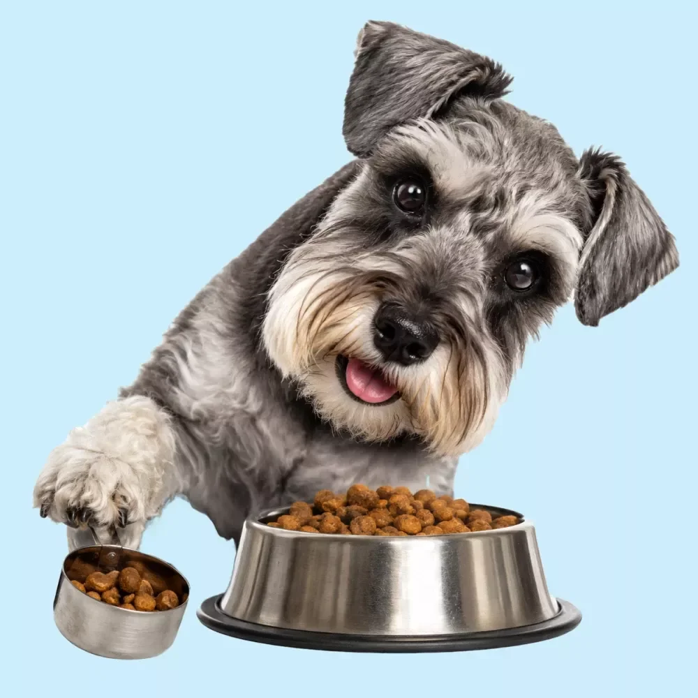 Building a Feeding Routine for Your Dog