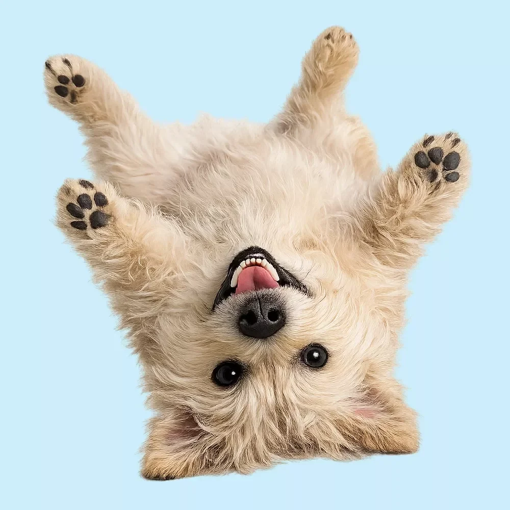 Keeping Your Dog Active and Comfortable