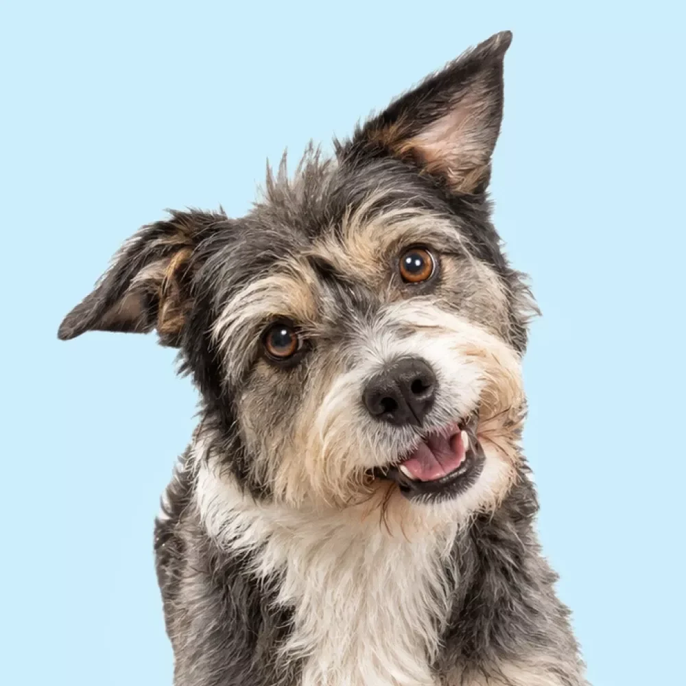 Understanding Why Dogs Do What They Do