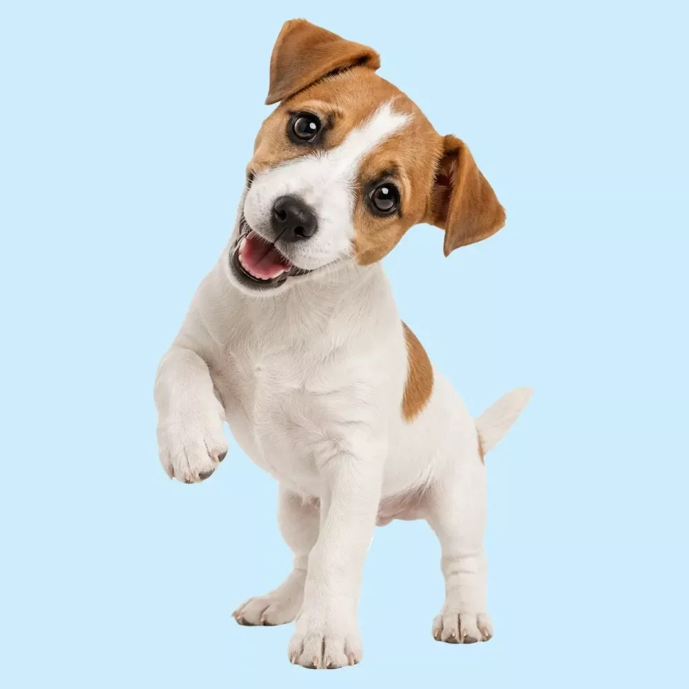 The Dog Behavior Handbook
