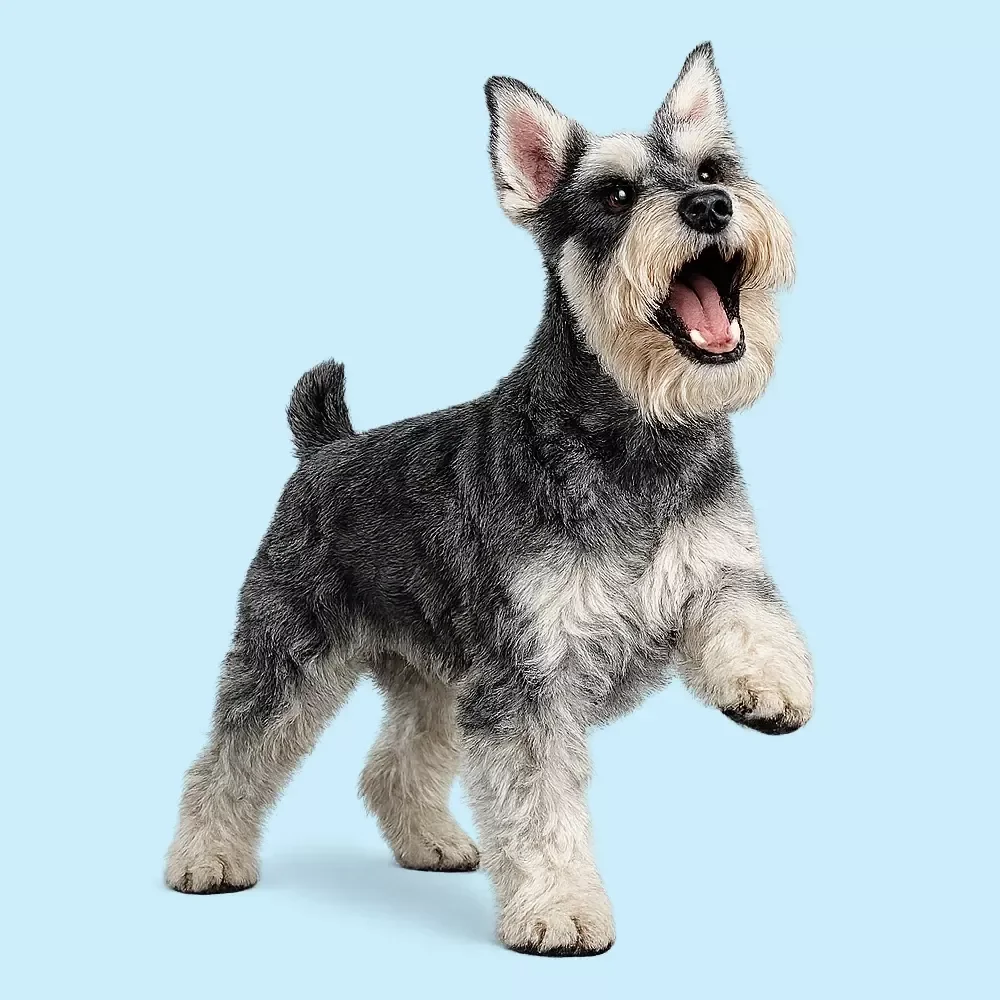 Managing Excessive Barking Calmly