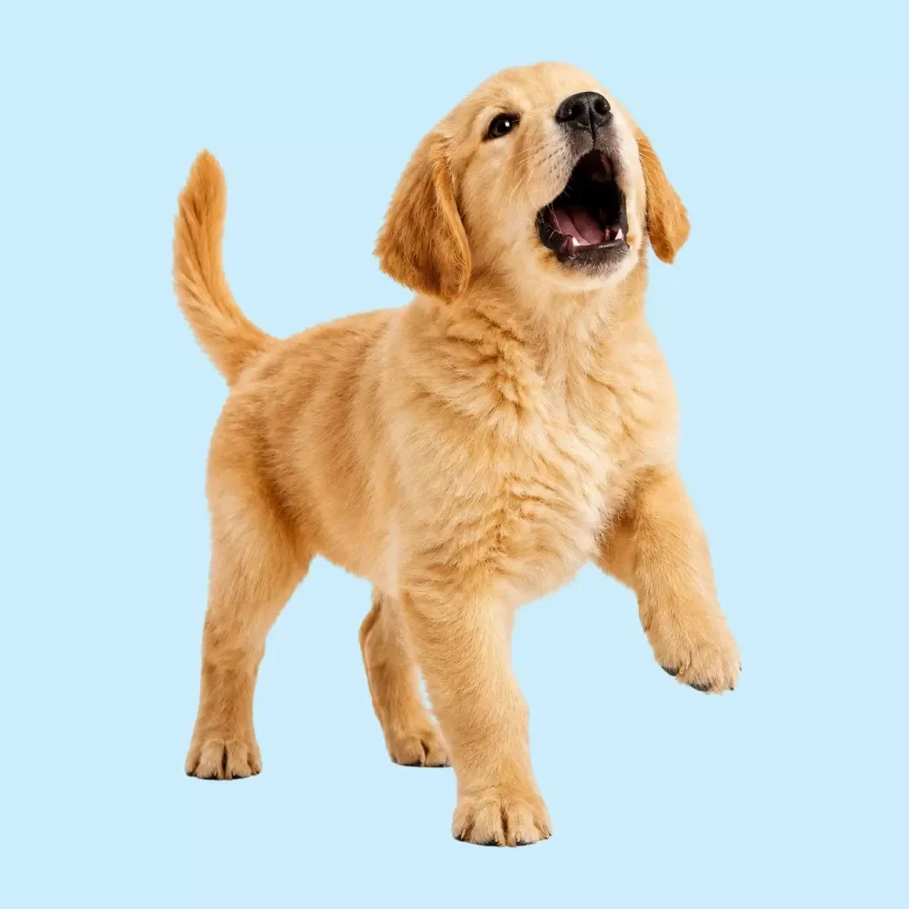 Managing Barking Checklist