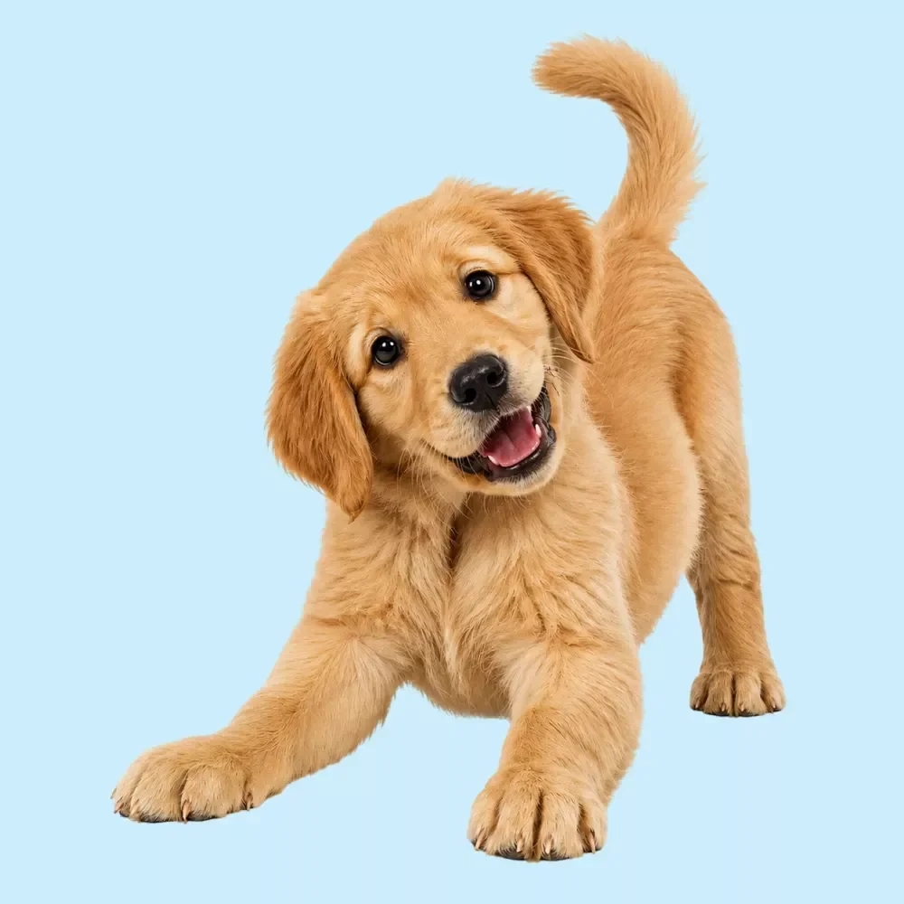 Dog Body Language Checklist