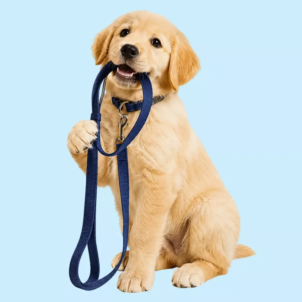 Leash Training Checklist
