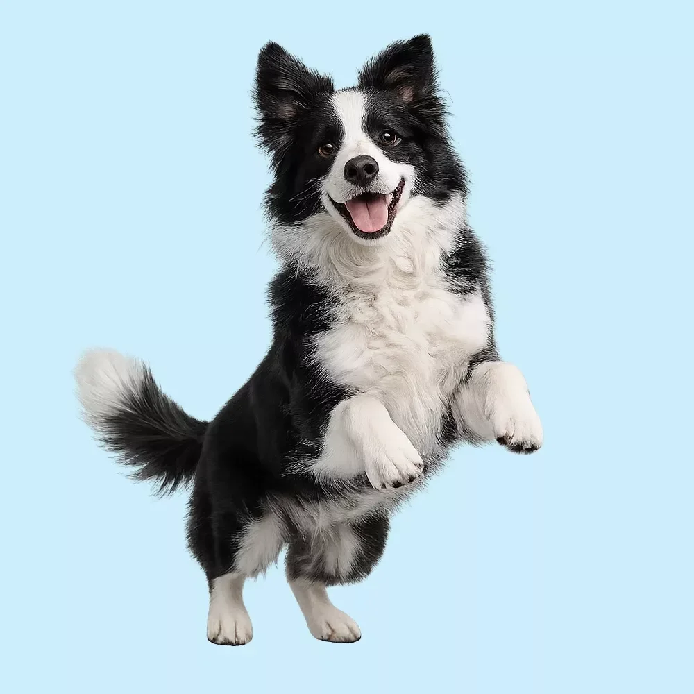 Positive Reinforcement Training Basics
