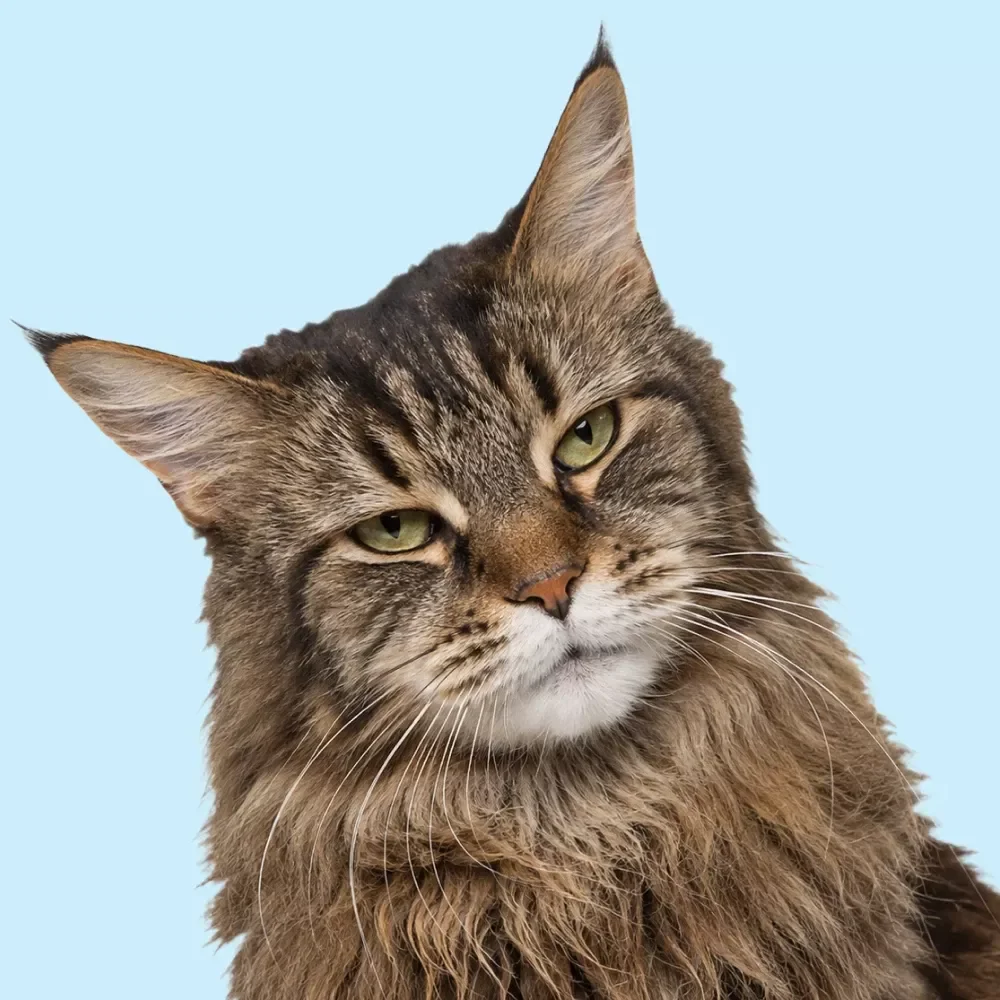 Comfort for Senior Cats