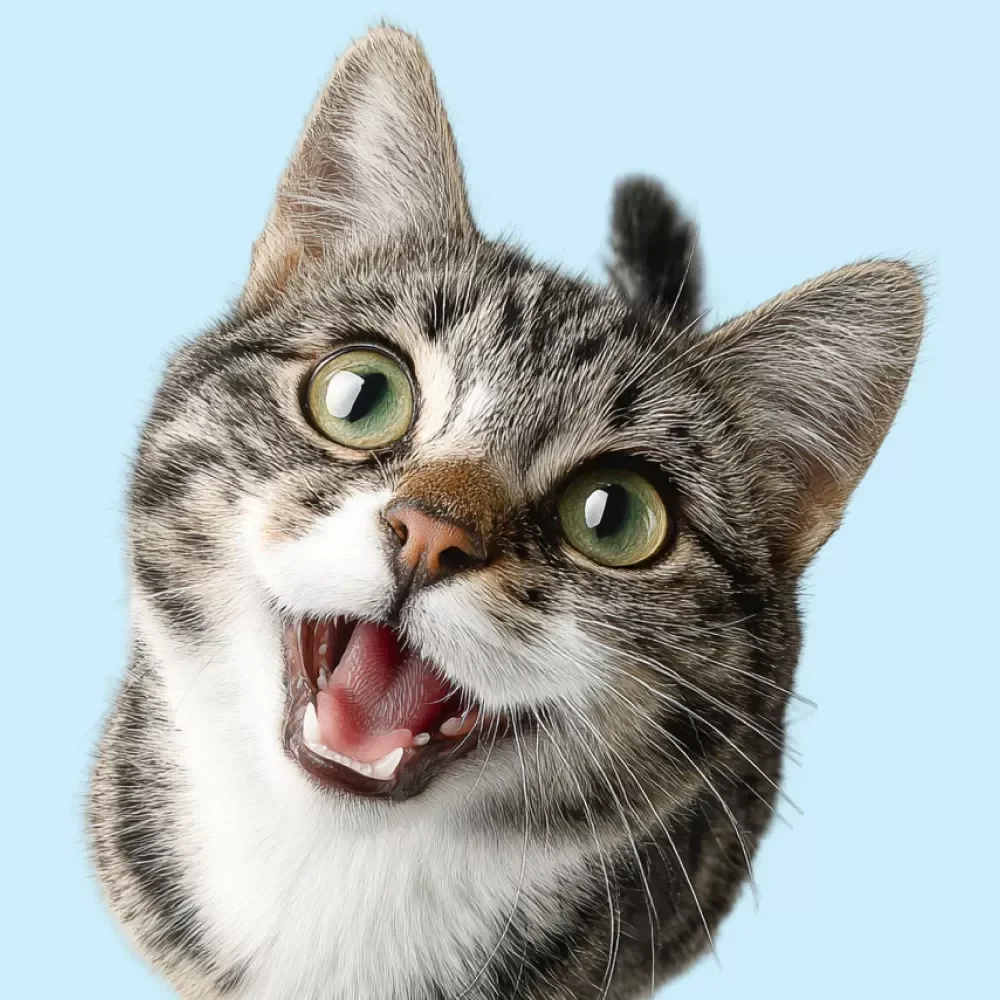 Helping Cats With Anxiety