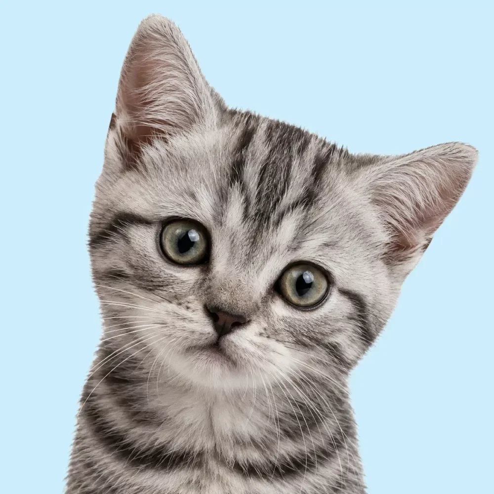 Essential Kitten Care