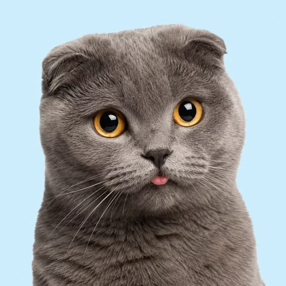 Cat Ownership Made Simple