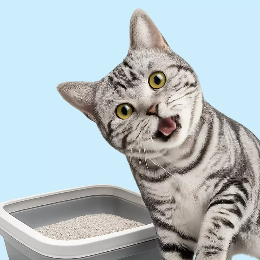 Litter Box Setup Essentials