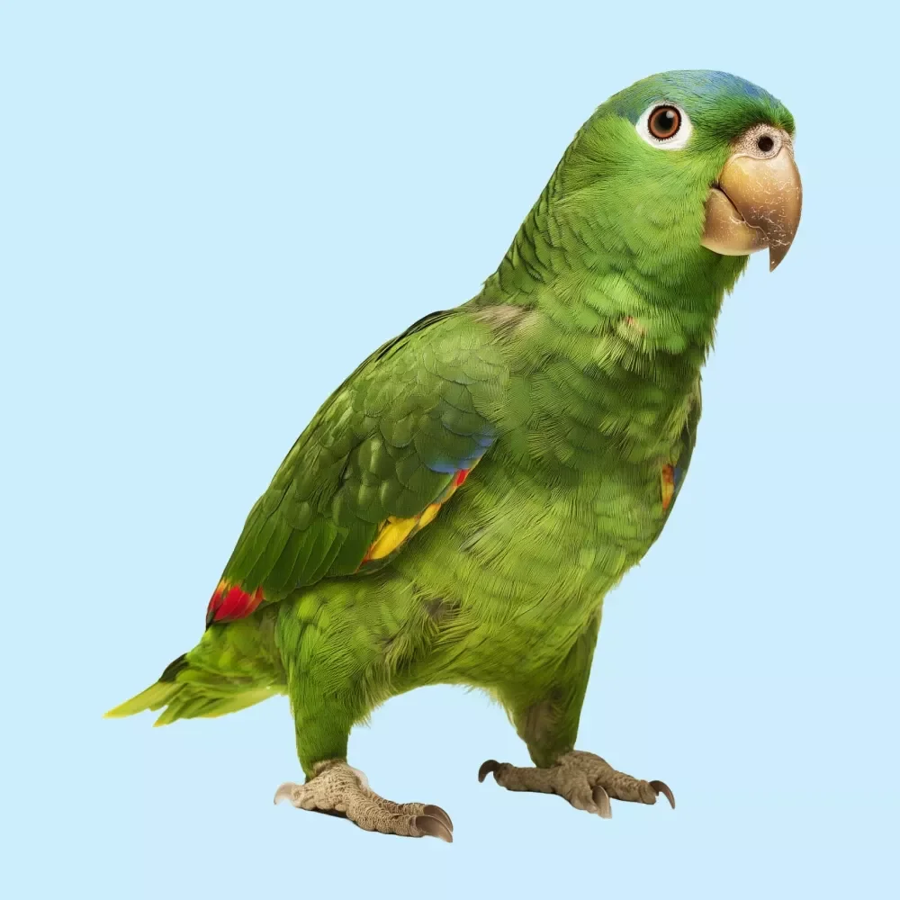 Bird Ownership Basics