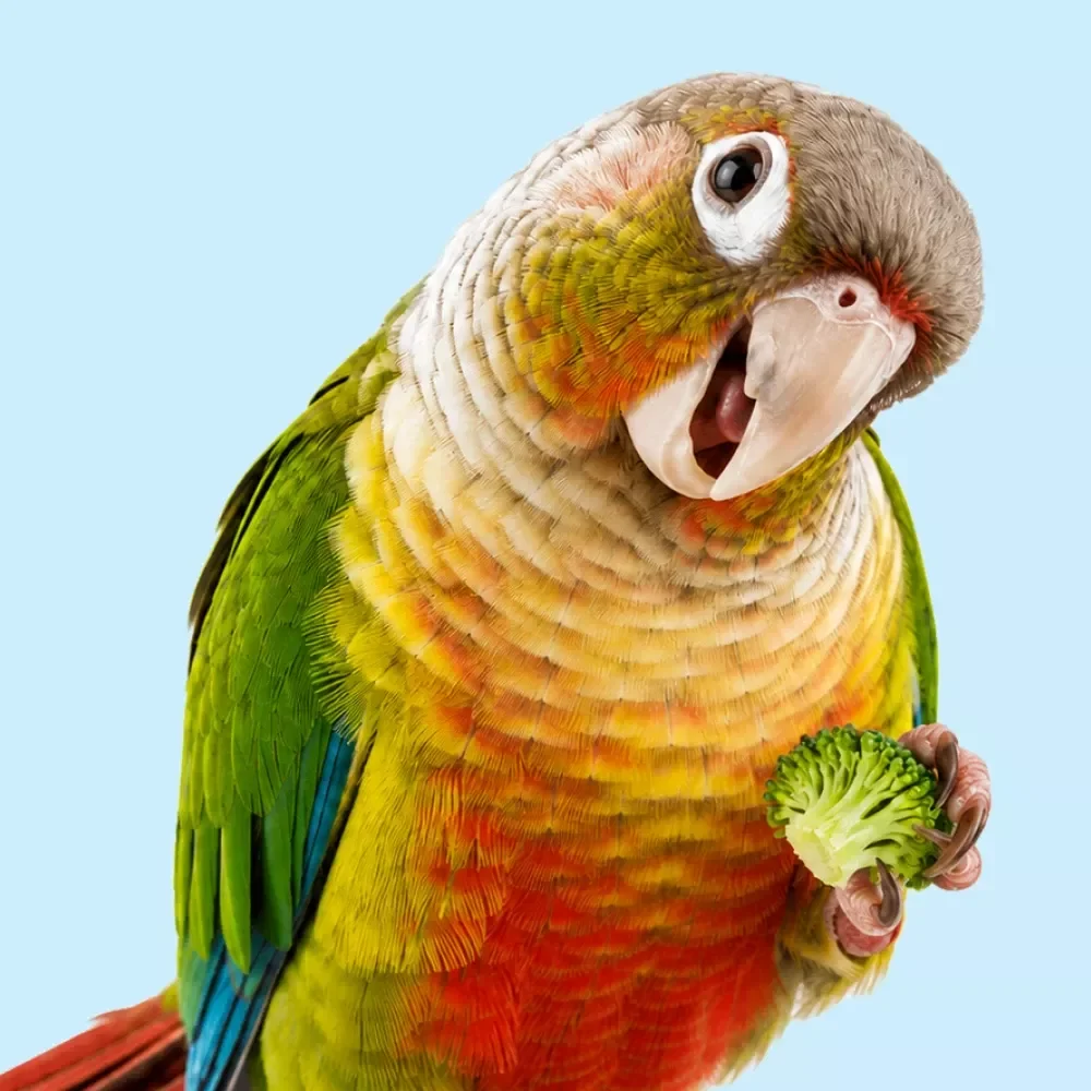 Healthy Parrot Treats