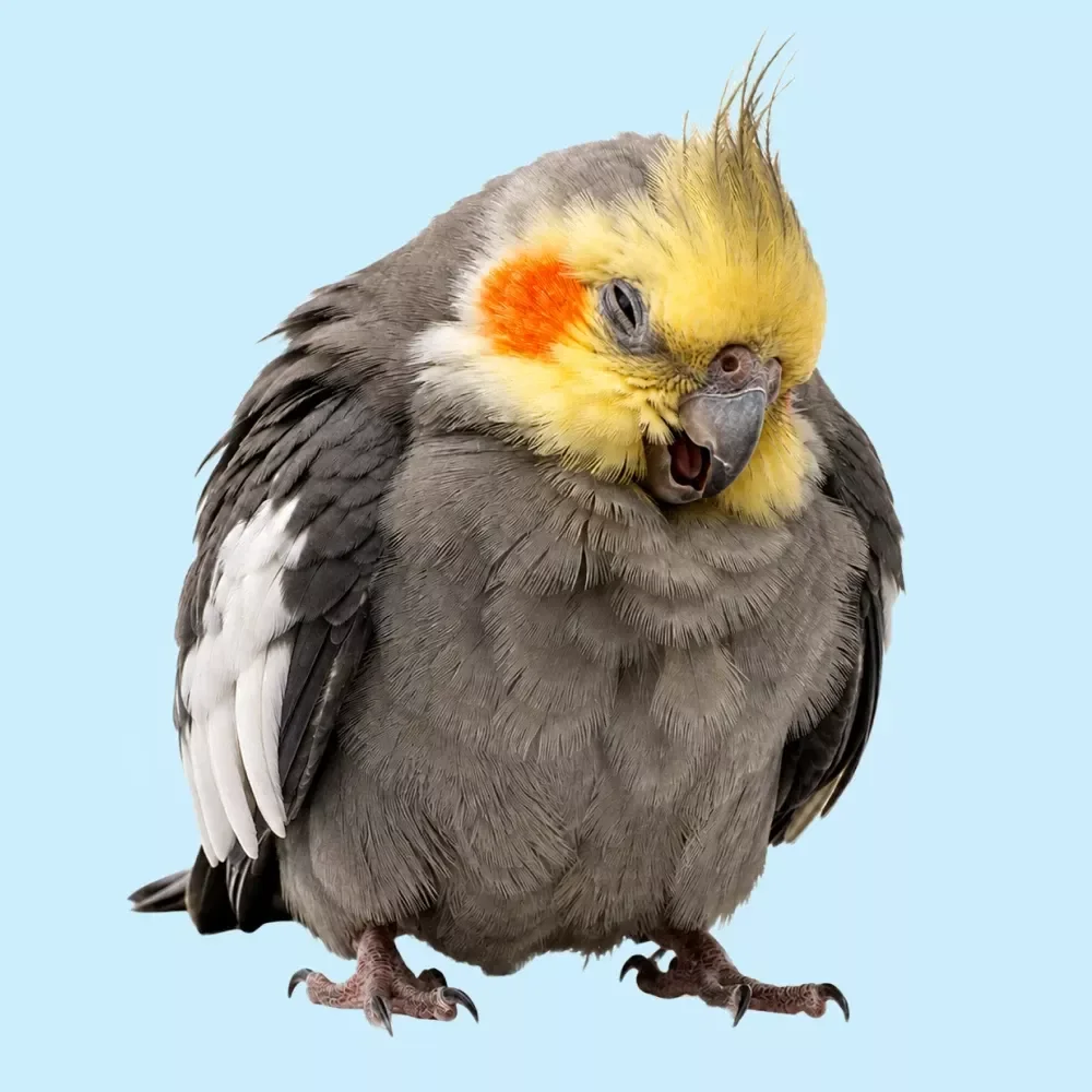 Sick Bird Warning Signs