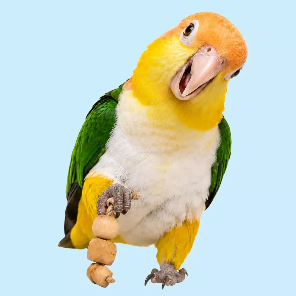 Bonding With Your Parrot