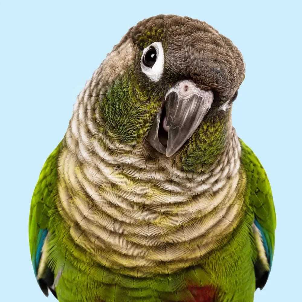 Building Bird Trust