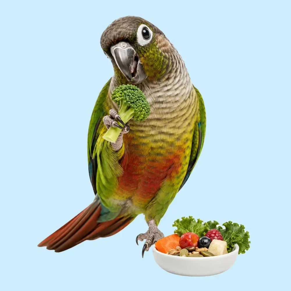 A Healthy Parrot Diet