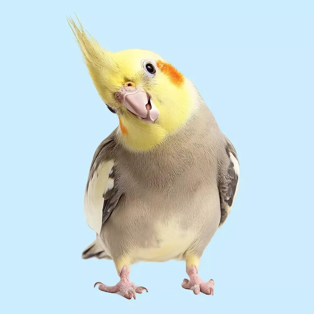 Your First Bird