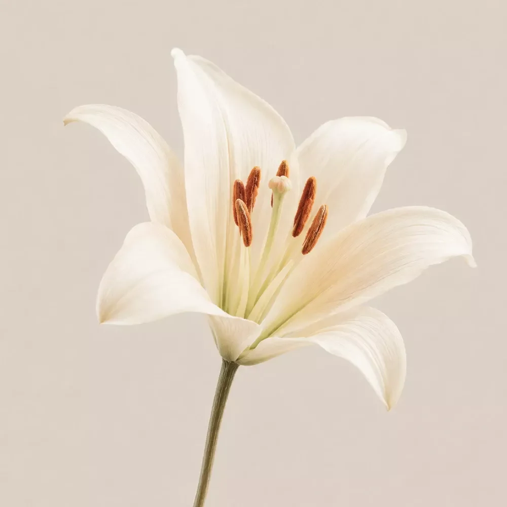 Morning Mindfulness Routine Checklist