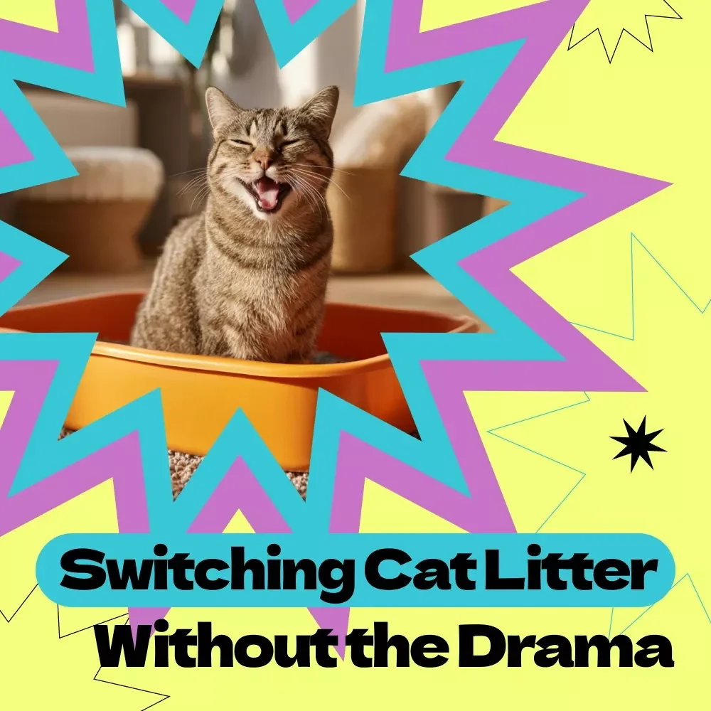 Switching Cat Litter Without the Drama – A Stress-Free Checklist Guide for Cat Owners | how to switch cat litter gradually Made Easy