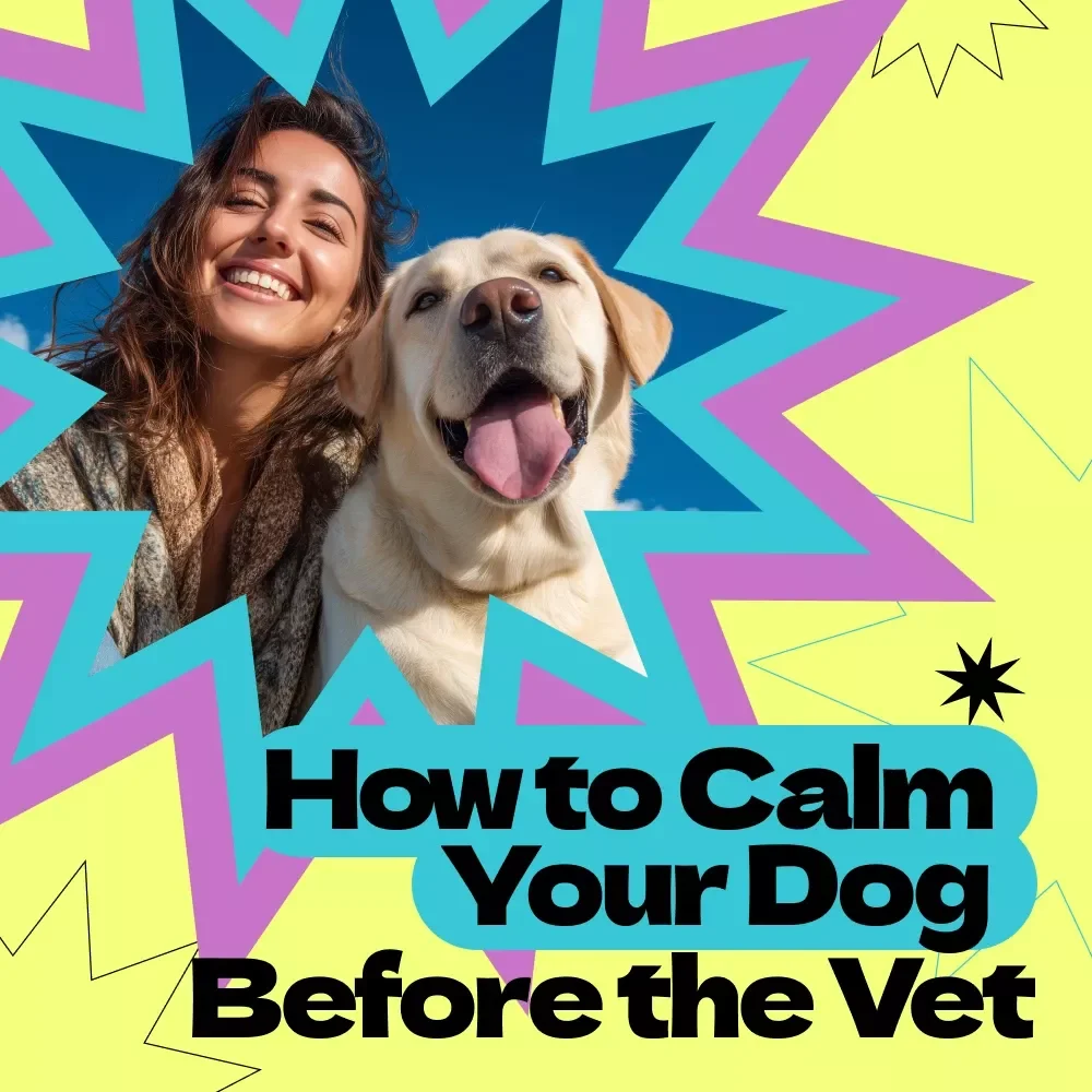 How to Calm Your Dog Before the Vet – Complete Guide & Checklist for Stress-Free Visits | how to calm dog before vet appointment