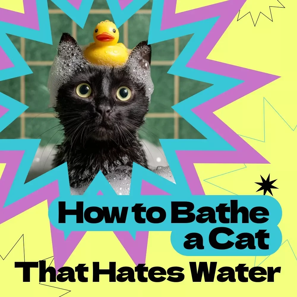 How to Bathe a Cat That Hates Water – Complete Step-by-Step Guide for Stress-Free Cat Bathing, Calm Grooming Techniques & Easy Home Care eBook
