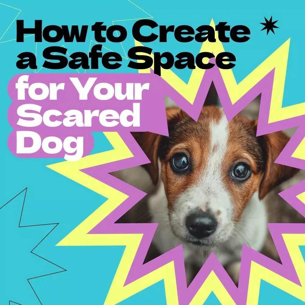 How to Create a Safe Space for Your Scared Dog – Complete Guide on how to make safe space for scared dog, Calm Training, Anxiety Relief & Confidence Building