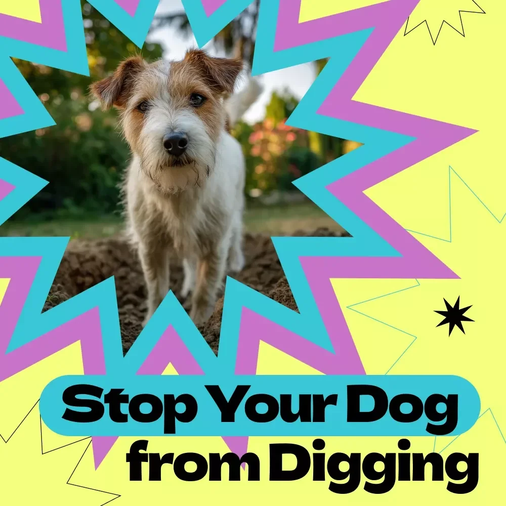 Stop Your Dog from Digging Checklist – How to Stop Dog from Digging in Yard, Easy Training Guide for Calm, Happy Dogs, Printable Pet Behavior Solution